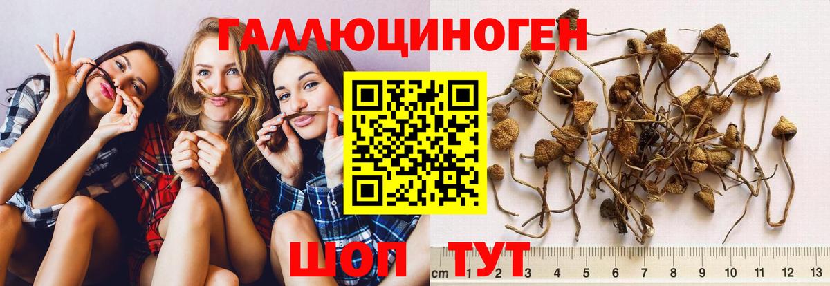 Галлюциногенные грибы Psilocybe Грязи